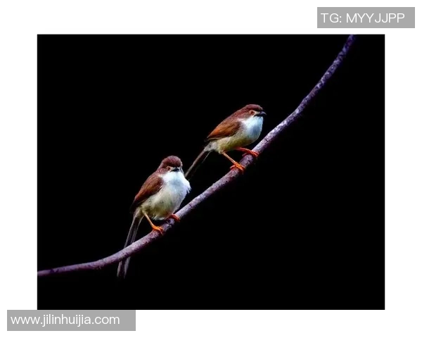 扣鸟与其背后含义的深度解析与探讨